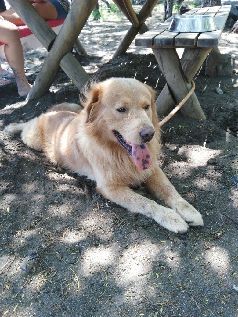 Quemaduras en las almohadillas de las patitas, golpes de calor, deshidratación y que se pierda son algunos de los problemas más comunes que puede sufrir su perrito (algunos también llevan hasta el gato) cuando la lleva a pasear