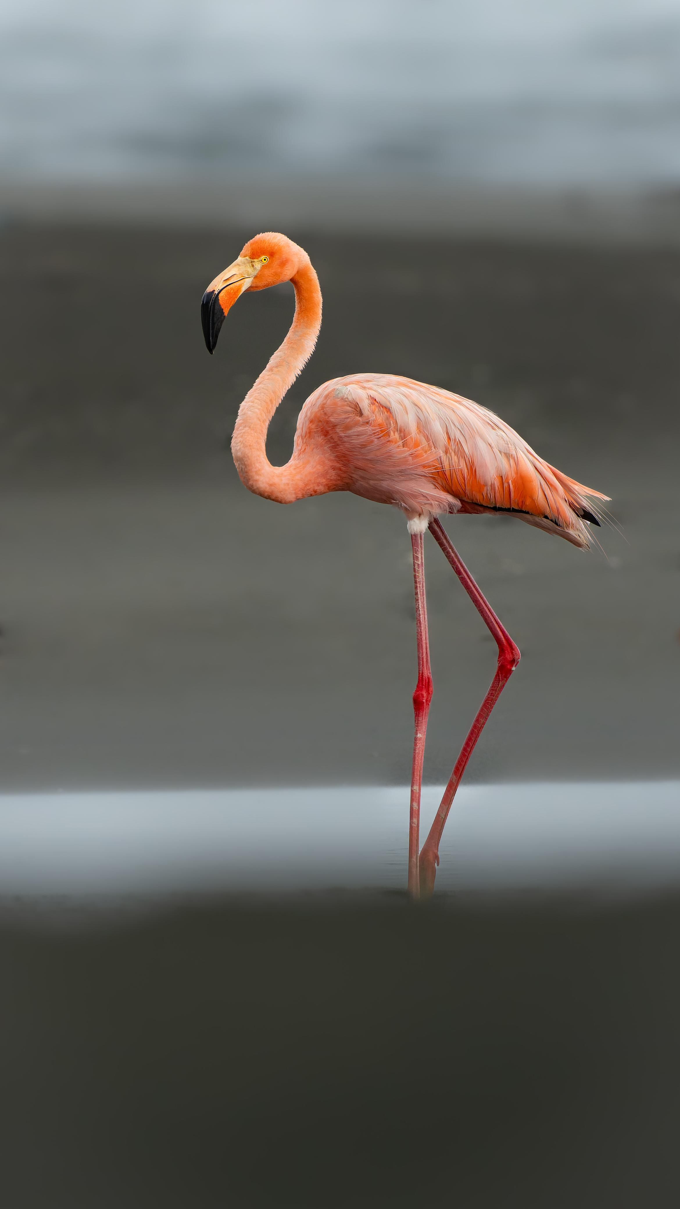 Alexander Montero, guía turístico y observador de aves le contó a La Teja cómo logró captar con su lente la belleza de un flamenco americano que anda en el Caribe de nuestro país. Cortesía.