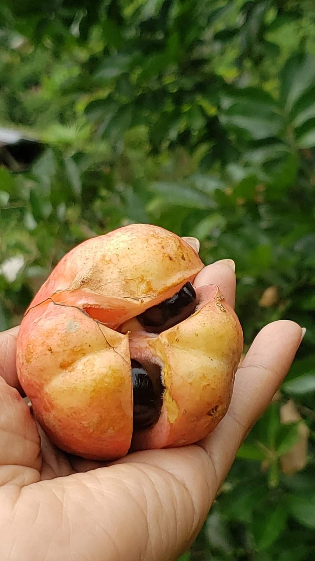 Ackee, la fruta nacional de Jamaica, es la que desde hace cinco años usa una familia limonense como base de un emprendimiento que avanza positivamente.