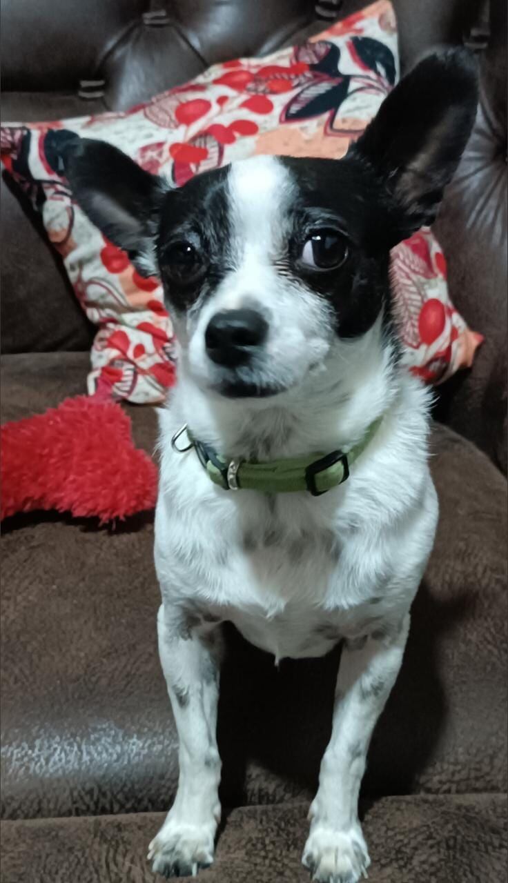 Robinson, un perrito chihuahua de quien podría decirse que la virgencita de Los Ángeles, nuestra Negrita, le hizo un pequeño milagrito y lo salvó de morir de hambre, pasándolo de indigente a ser el rey