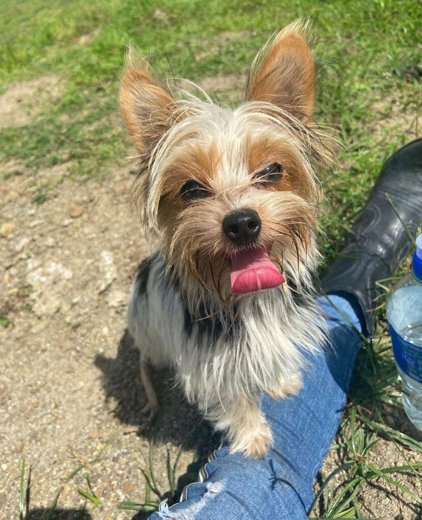 Perros perdidos. Foto cortesía.