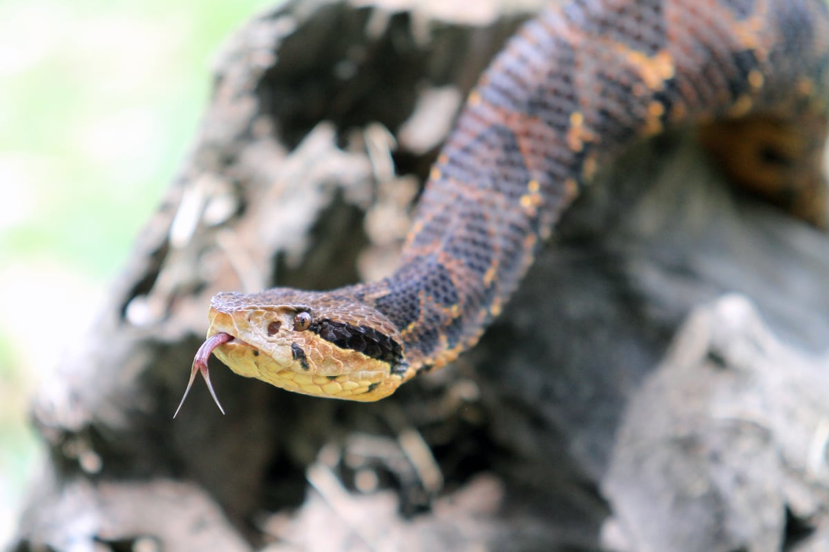 Mordedura de serpiente mano de piedra pone en alerta a Cariari