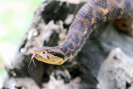 Hombre lucha por su vida tras ataque de temida serpiente en Pococí