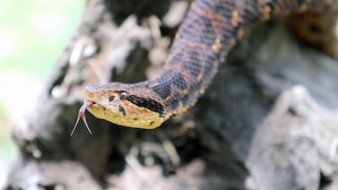 Hombre lucha por su vida tras ataque de temida serpiente en Pococí