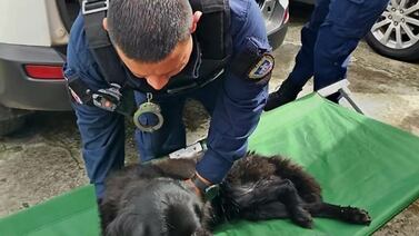 Policías se convirtieron en ángeles para el perrito Ruffo que se arrastraba buscando ayuda