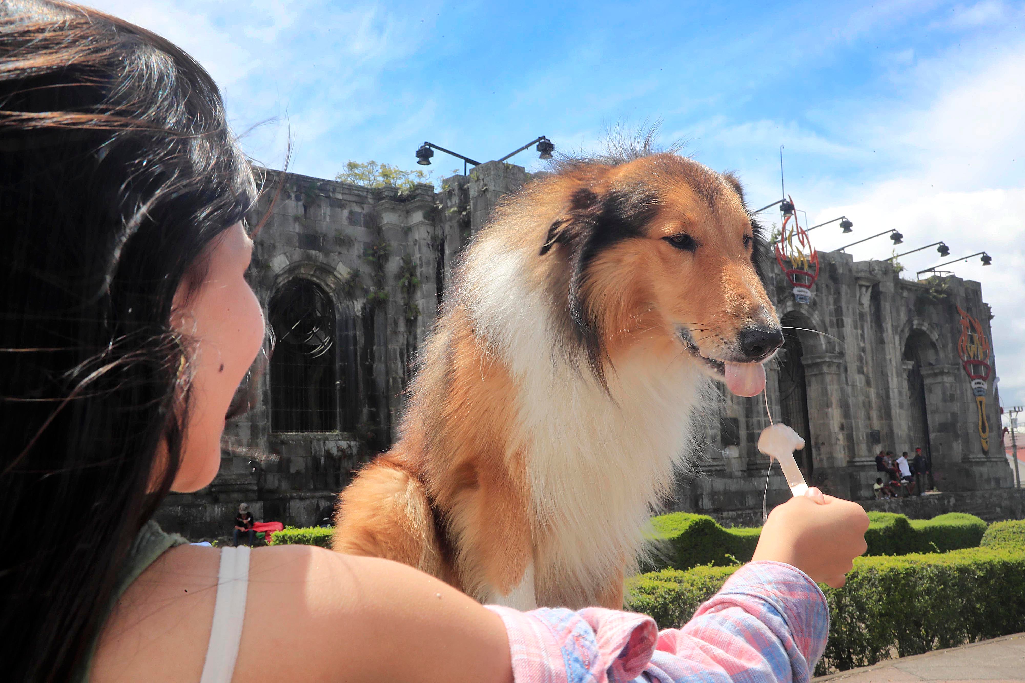 18/09/2023 Cartago. Theo es un perro de la raza collie de pelo largo, dócil y amigable, entrenado para subirse en mojones, ventanas y maceteras y quedarse ahí tan quieto como para posar con niños y adultos, e incluso dejarse acariciar por cualquier persona, como lo demostró este viernes al frente y en los jardines internos de las Ruinas de Santiago Apóstol.
