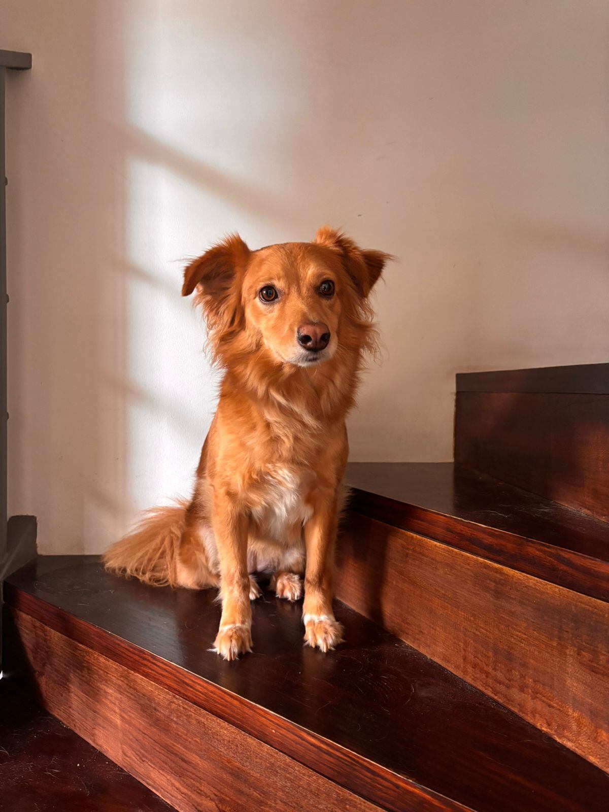 David Rodríguez García, vecino de Purral de Goicoechea, tiene 20 años y asegura que su vida cambió para siempre gracias a una zaguatica, Bendi, que llegó justo cuando más la necesitaba.