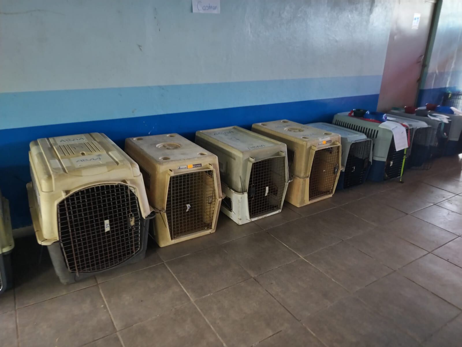 perros abandonados en Romería