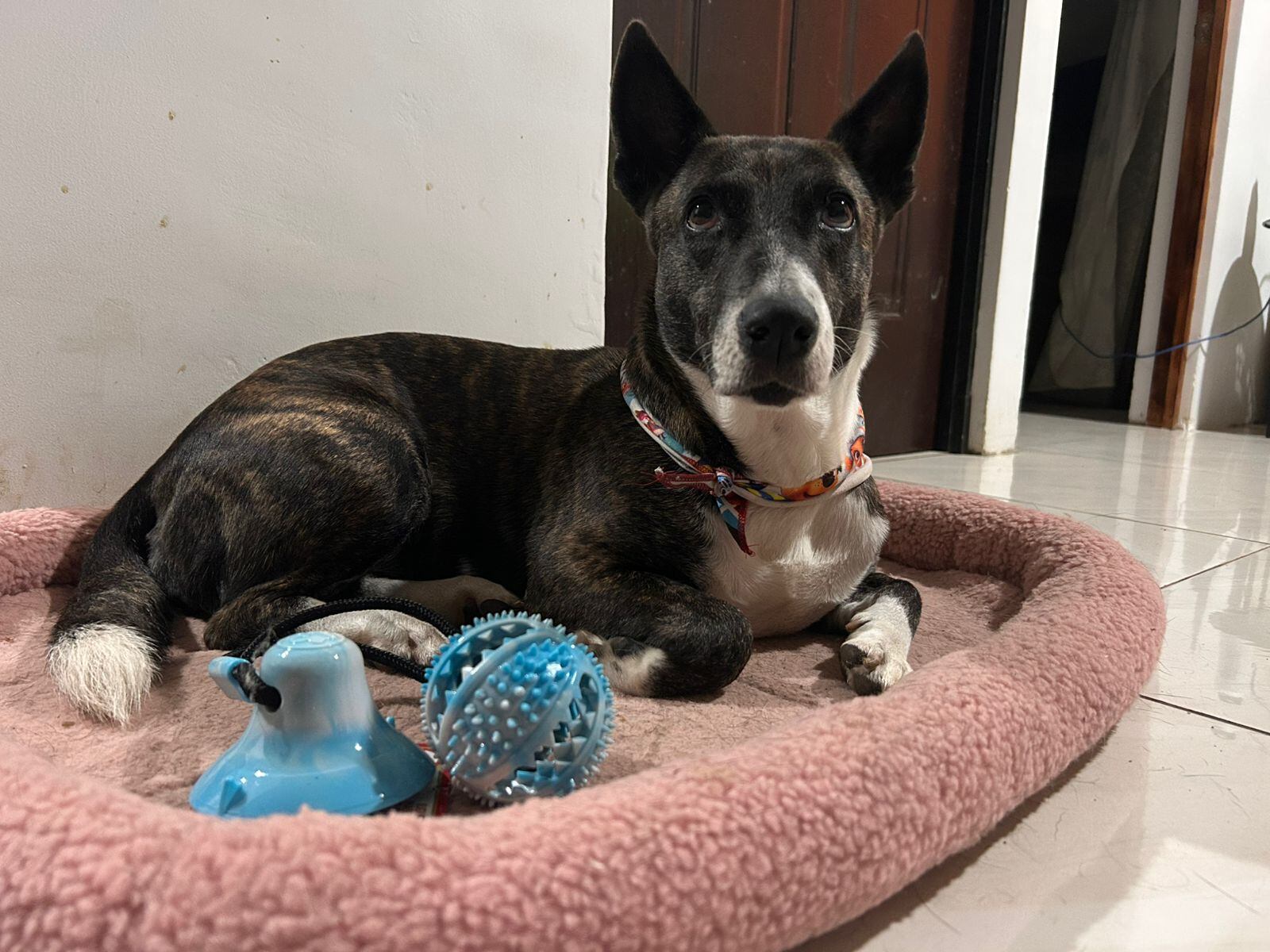 En sus 5 años de vida, Greta, una perrrita de raza zaguatica pura sangre, jamás tuvo una Navidad como la que disfrutará este 2024: en una casita, amada por una familia, con regalitos que abrir, con una cenita especial y mucha felicidad. Ahora la zaguatica tiene mamá, se llama Mariel García Mora, también tiene papá, José Daniel Hernández, incluso tiene abuelito, don William García, quien ni lo pensó para enamorarse de Greta y darle uno de sus primeros regalos: una camita nueva de paquete para que pase las noche calentita y cómoda.