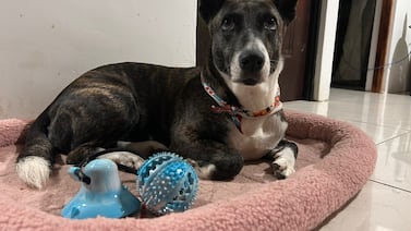 Zaguatica pasará su primera Navidad bajo un techo y con una familia