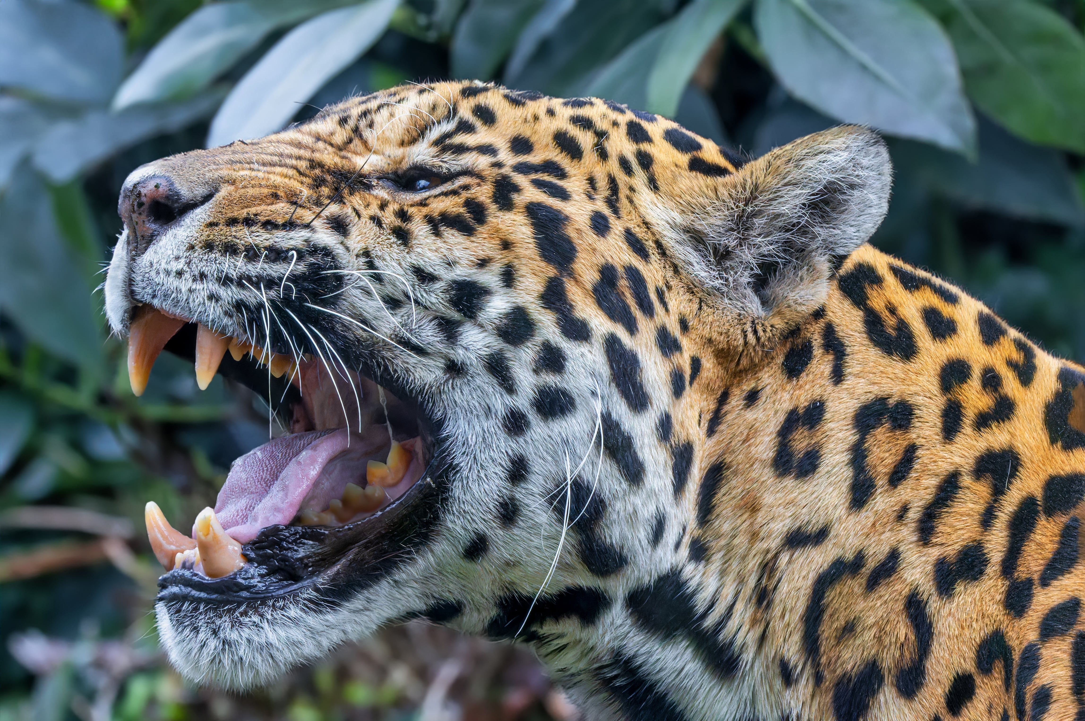 Jaguar, jaguares
