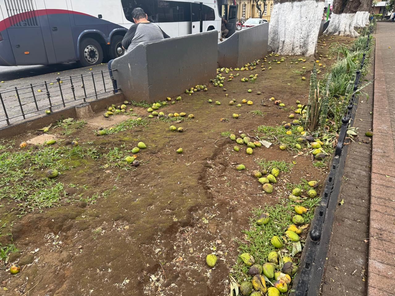 Caída de mangos en parque de Alajuela