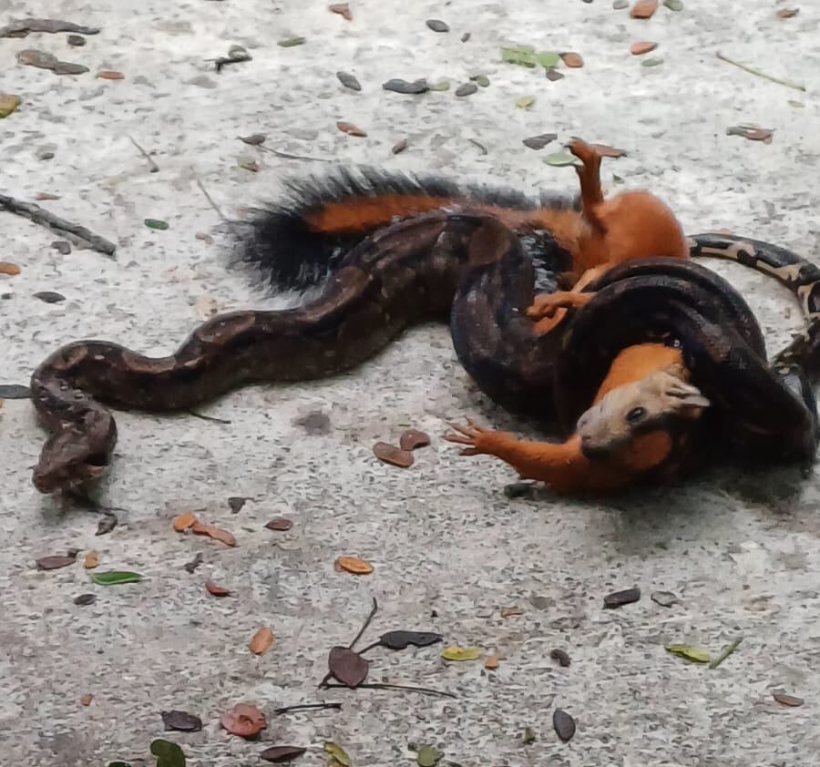 Culebras tienen a los vecinos de barrio desamparadeño atemorizado