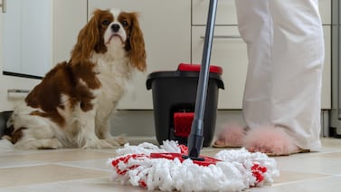 ¿Cómo eliminar el olor a orina de los perros? Estos métodos sí funcionan