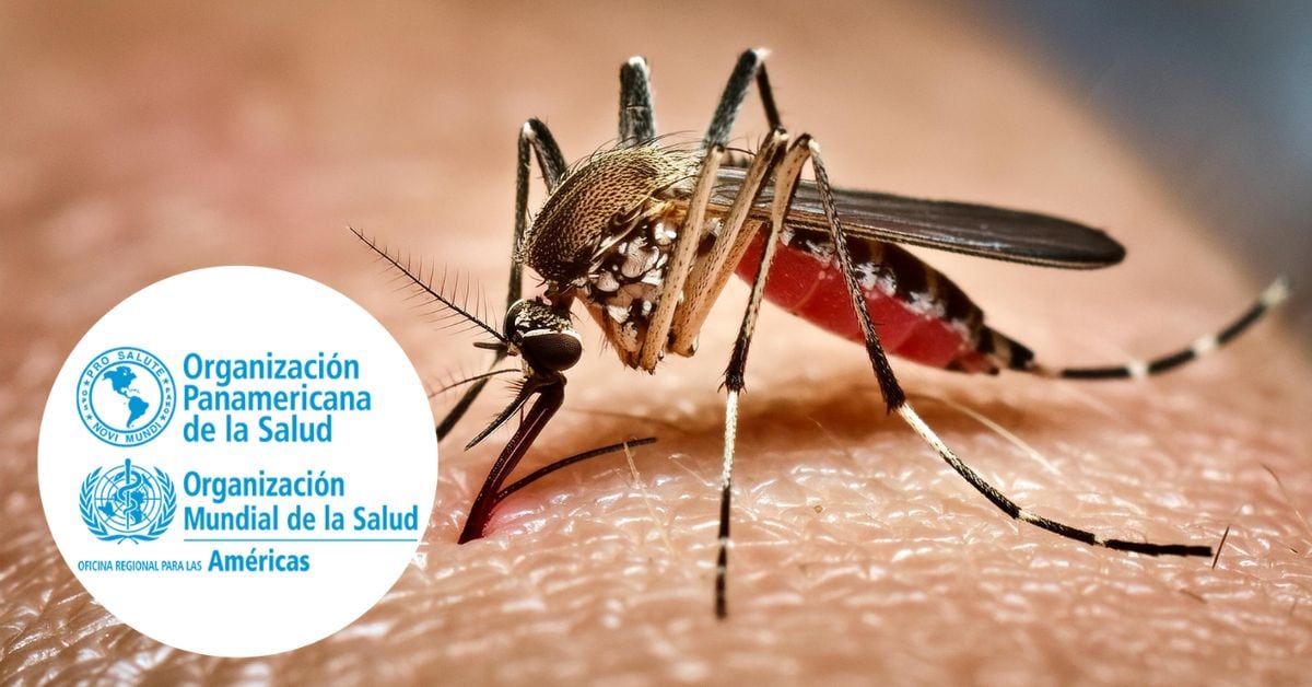 Una composición fotográfica. En grande, el zancudo Aedes aegypti, transmisor de la fiebre amarilla. A la izquierda, abajo, el logo de la Organización Panamericana de la Salud.