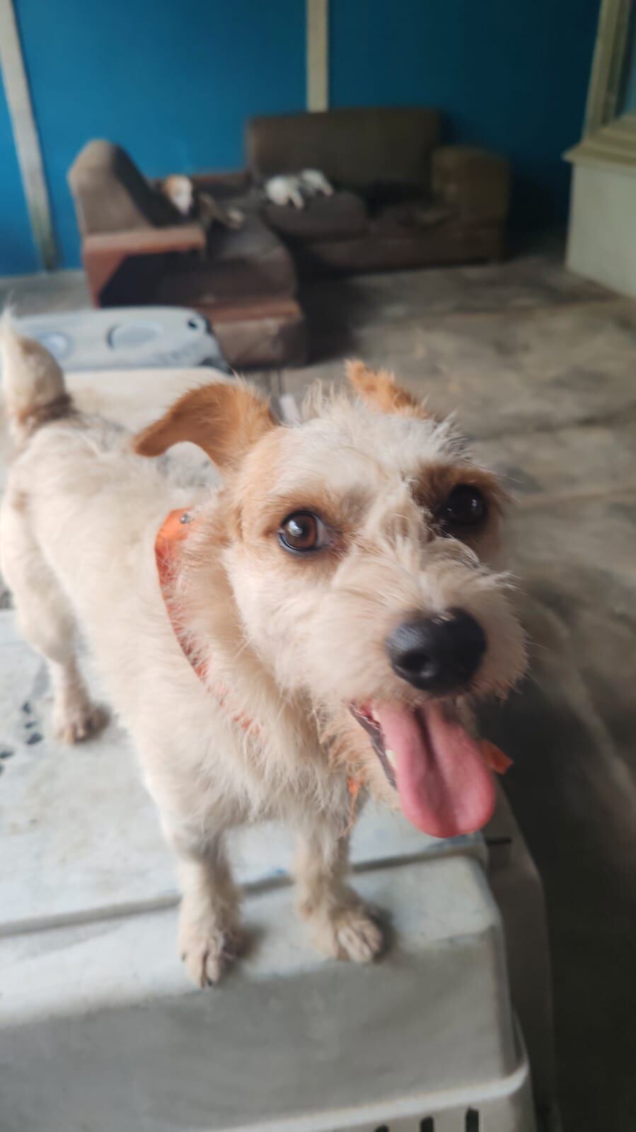 Pirucho, un perrito que fue rescatado de las calles, ganó la edición 35 del Zaguate del Año que se realiza en Pérez Zeledón.