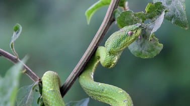 Menor de 5 años es mordida por serpiente lora en Patarrá