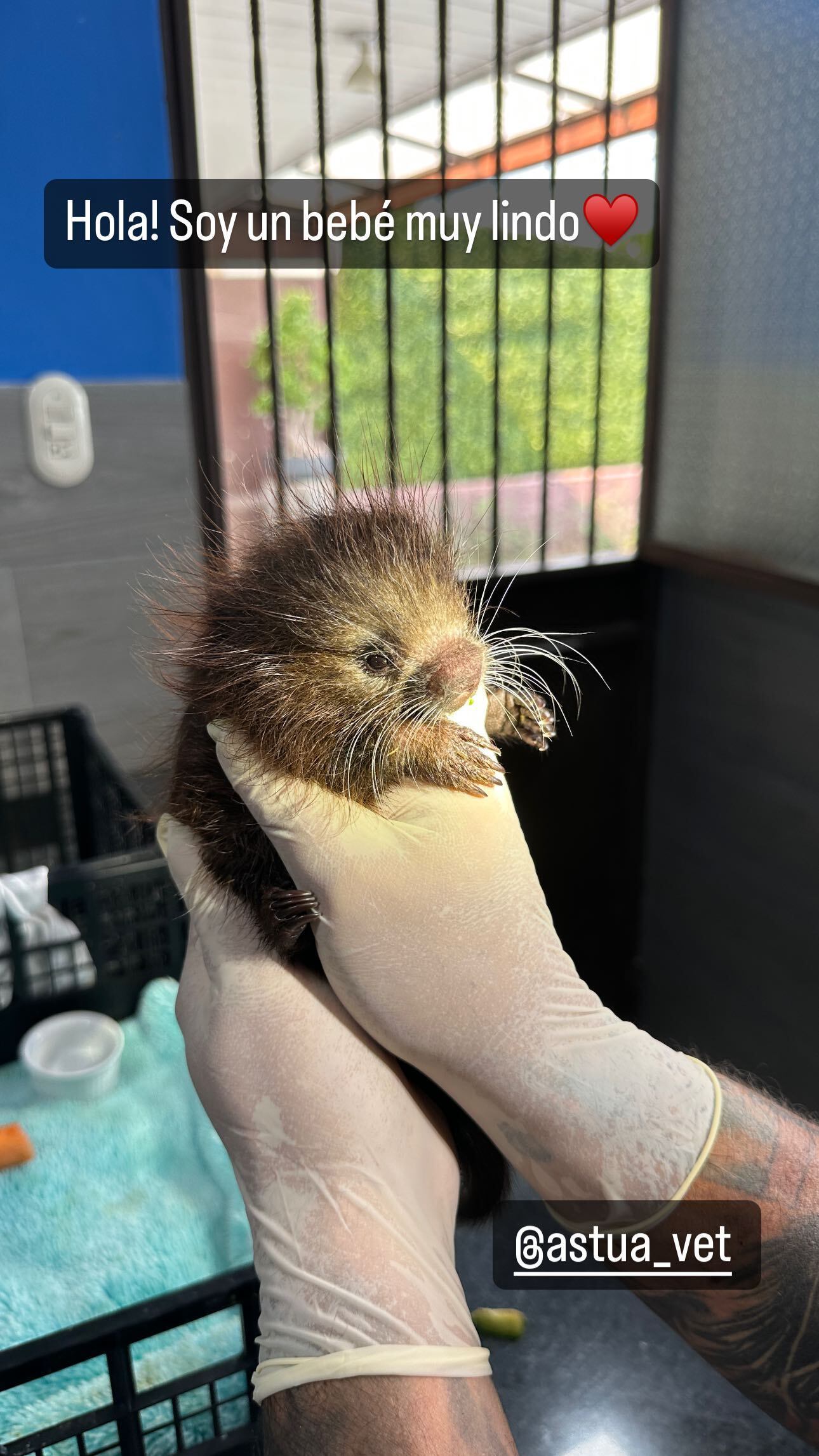Elena Correa se encontró este puercoespín en su casa.