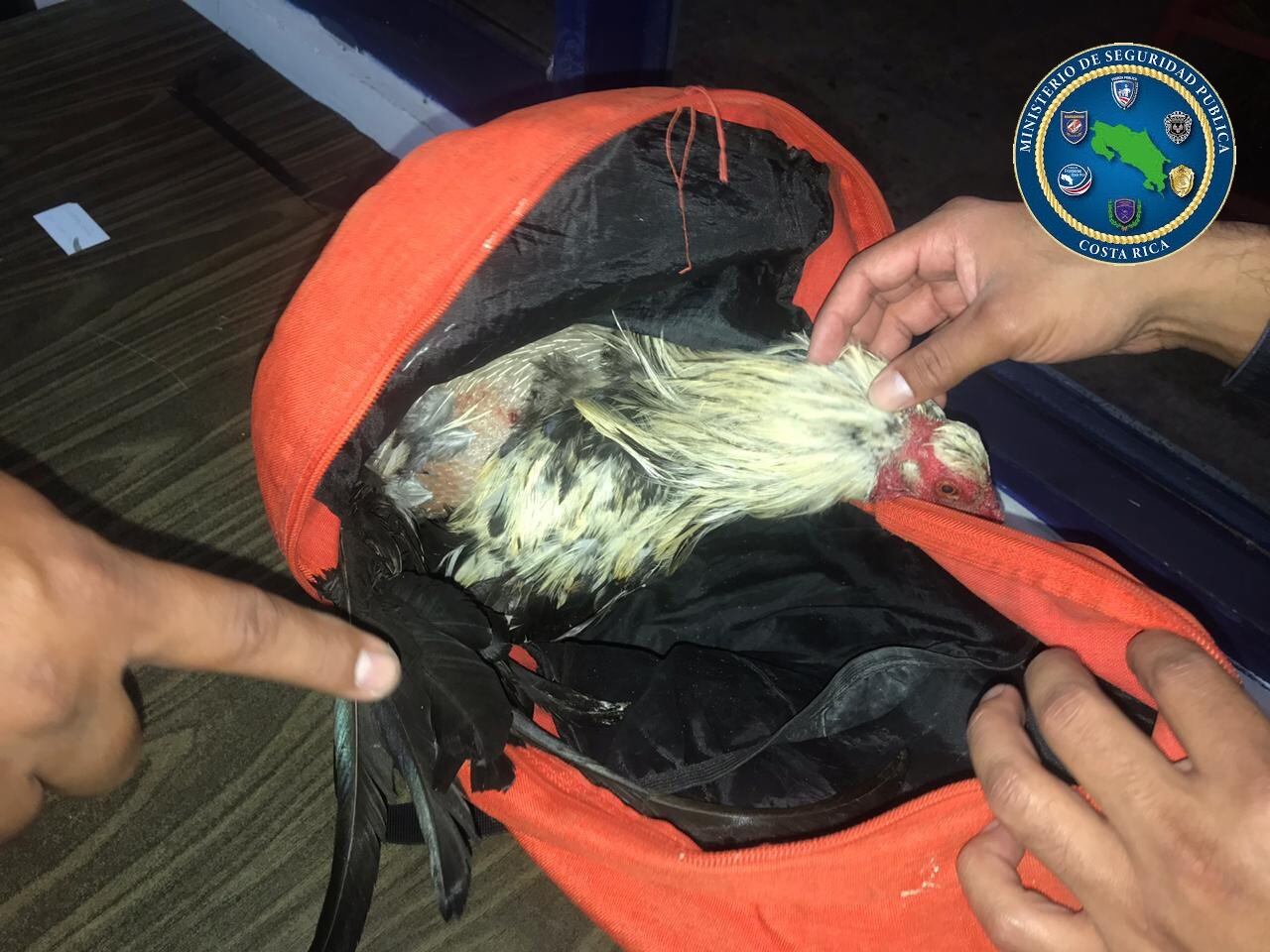 Detienen a dos hombres por participar en pelea de gallos. Foto MSP.