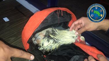 OPINIÓN: Peleas de gallos se alían con el coronavirus