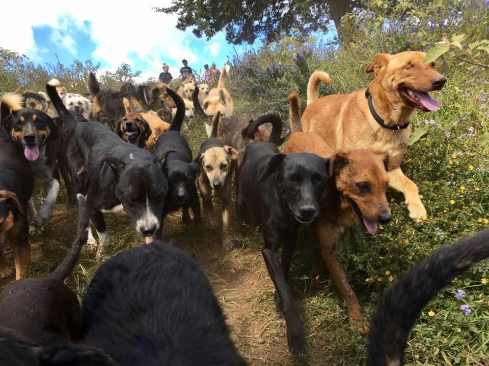 Sunny hace tres años era un perrito indigente que incluso fue abusado sexualmente, ahora vive como un rey con una familia de Calle Blancos