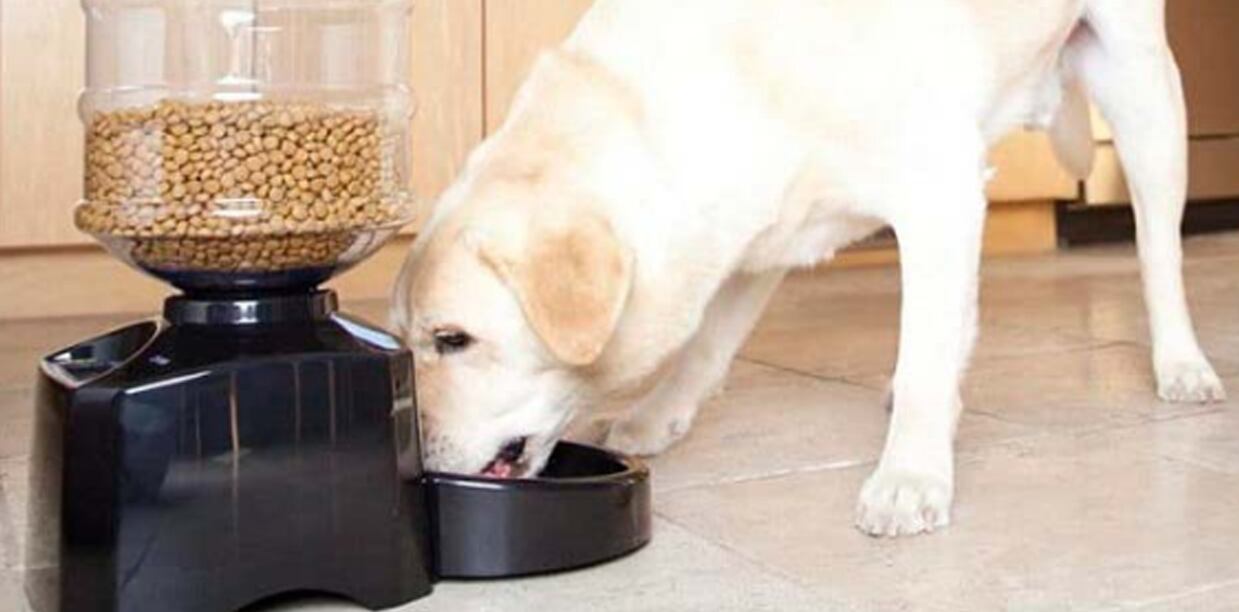 Artículos tecnológicos para perros.