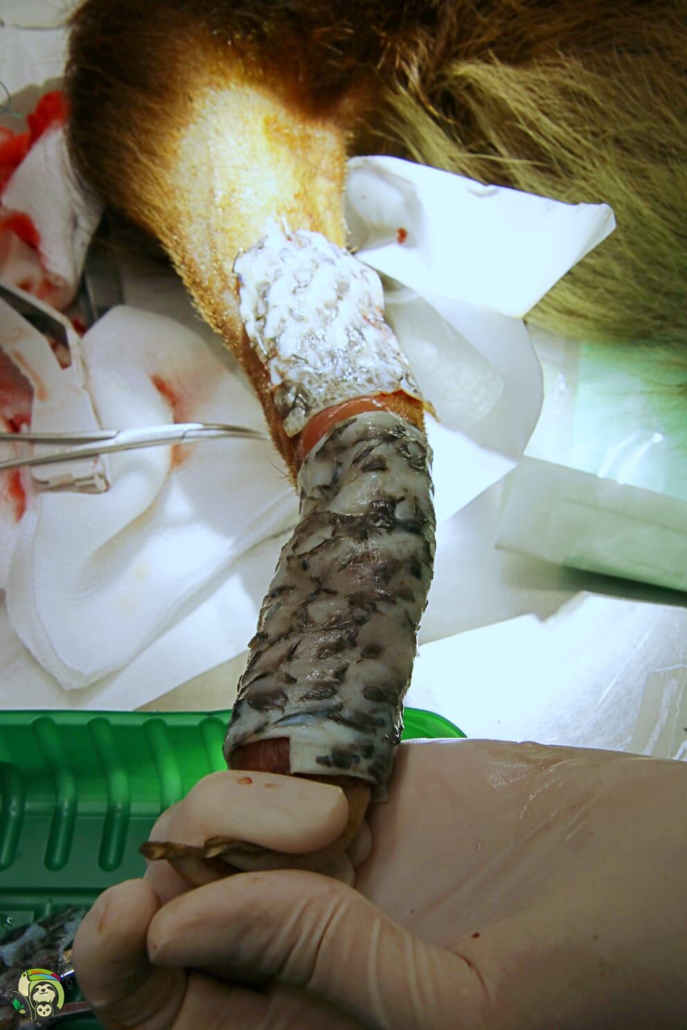 Mamá perezosa es un milagro, se electrocutó y fue sanada hasta con piel de tilapia. María Vargas Vargas, supervisora de Marketing del Toucan Rescue Ranch fue una de las rescatistas