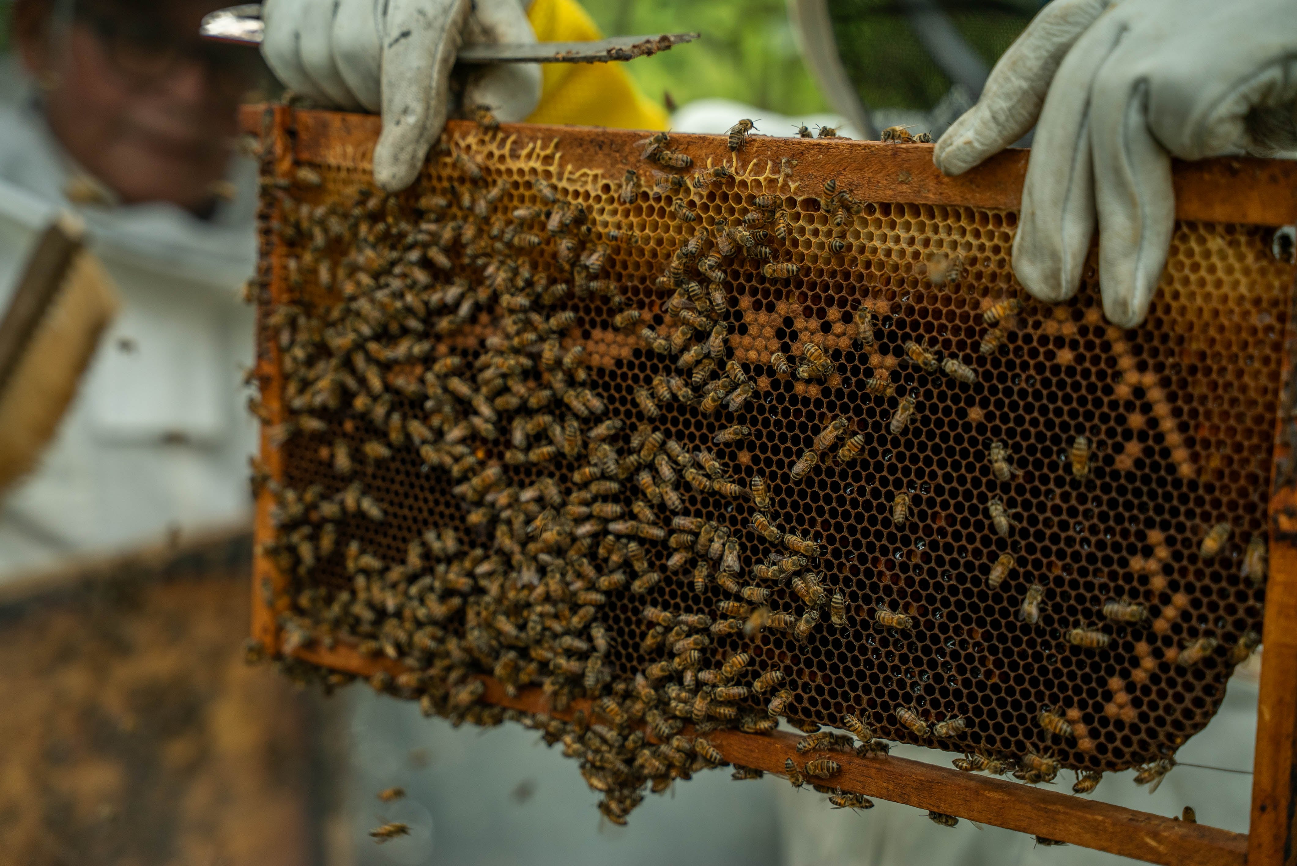 Familias puntarenenses pasaron de no saber nada sobre abejas a un emprendimiento único en Costa Rica, ApiMangle, que protege el manglar y genera ingresos con miel y tours educativos.