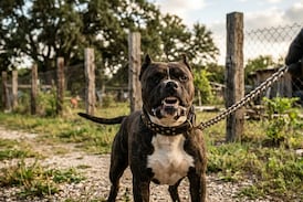 “Lo tenía prensado del cuello”: cuñado de joven asesinado por un perro relata angustiosos momentos mientras el animal lo atacaba