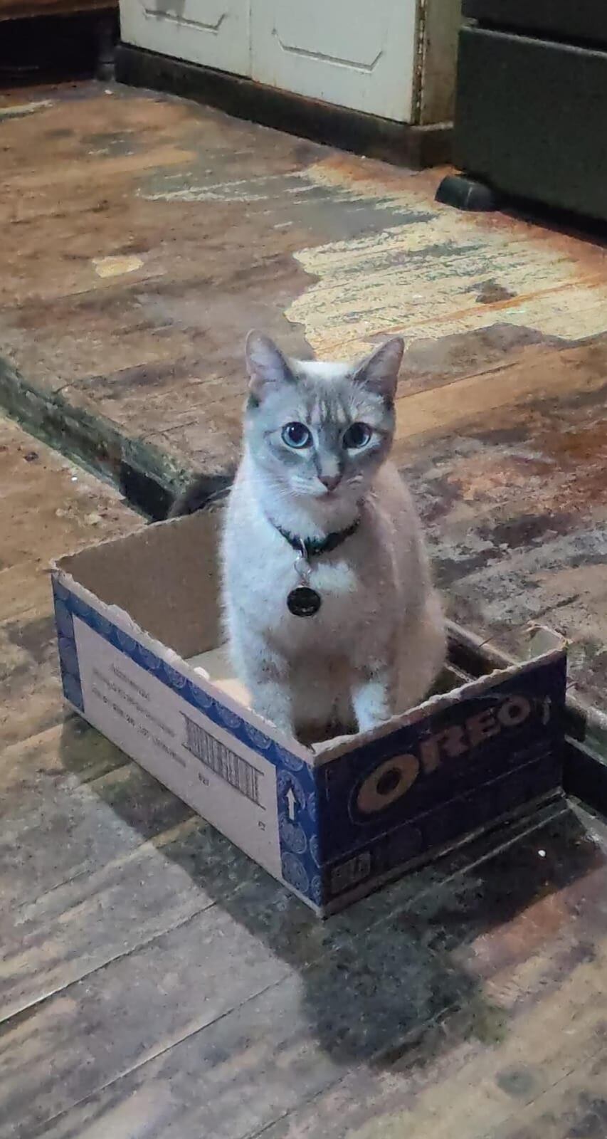 Desde siempre, doña Yoselyn Chaverri Artavia, vecina de Heredia centro, supo que la vida con mascotas tiene algo mágico. Por eso se enamoró a primera vista de Mitsuha, una gata mestiza