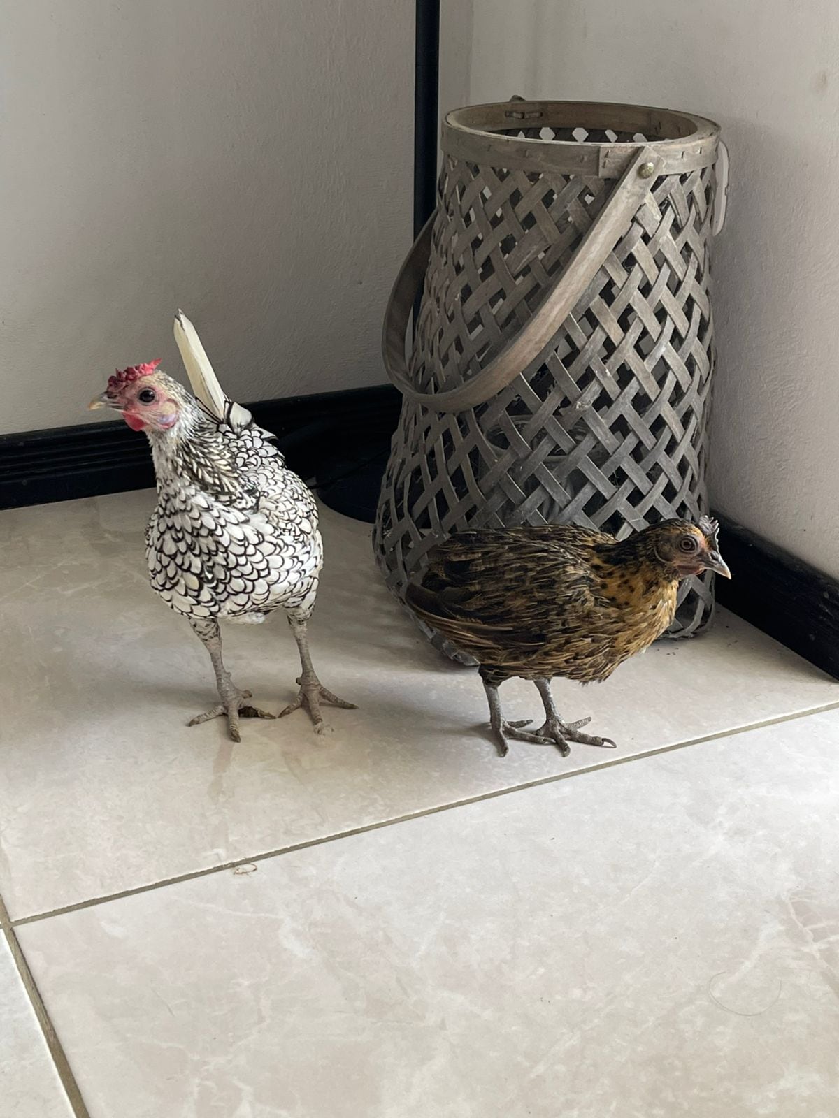 El hogar de María Alejandra Ulloa Madriz, una maestra de preescolar de 35 años, y su esposo Yordan Gómez vive rodeado de amor de tres gallinas, un perro, un gato y dos conejos.