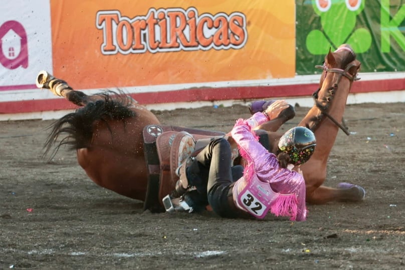 Toros pedregal