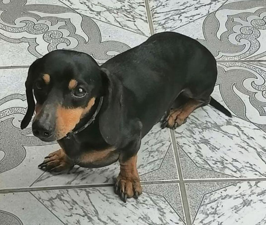 Foster, perrito perdido en Acosta