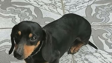 Familia de gemelas fisicoculturistas sufre por un dulce y hermoso peludito que se perdió en Acosta