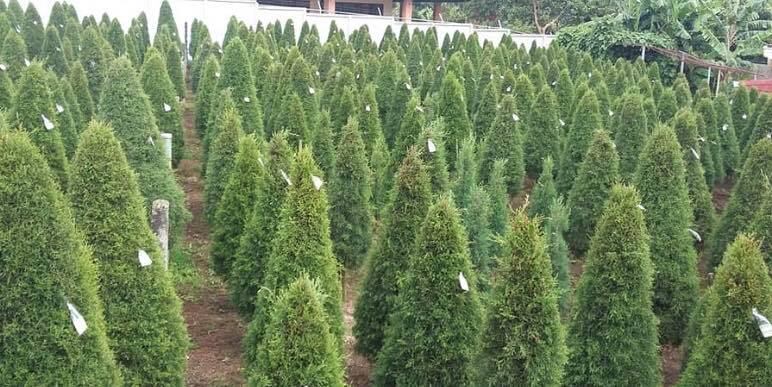 María Villalobos de la Arboleda Oldemar Zamora, ubicada en San Luis de Santo Domingo de Heredia, a la cual puede llamar al 2268-6124, confirma que ya la gente está apartando.