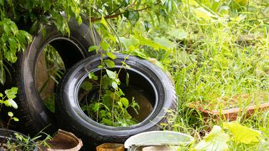 ¿Cómo le fue al país el año pasado con las muertes por dengue?