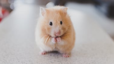 Muere mujer luego de ser mordida por un hámster que tenía de mascota