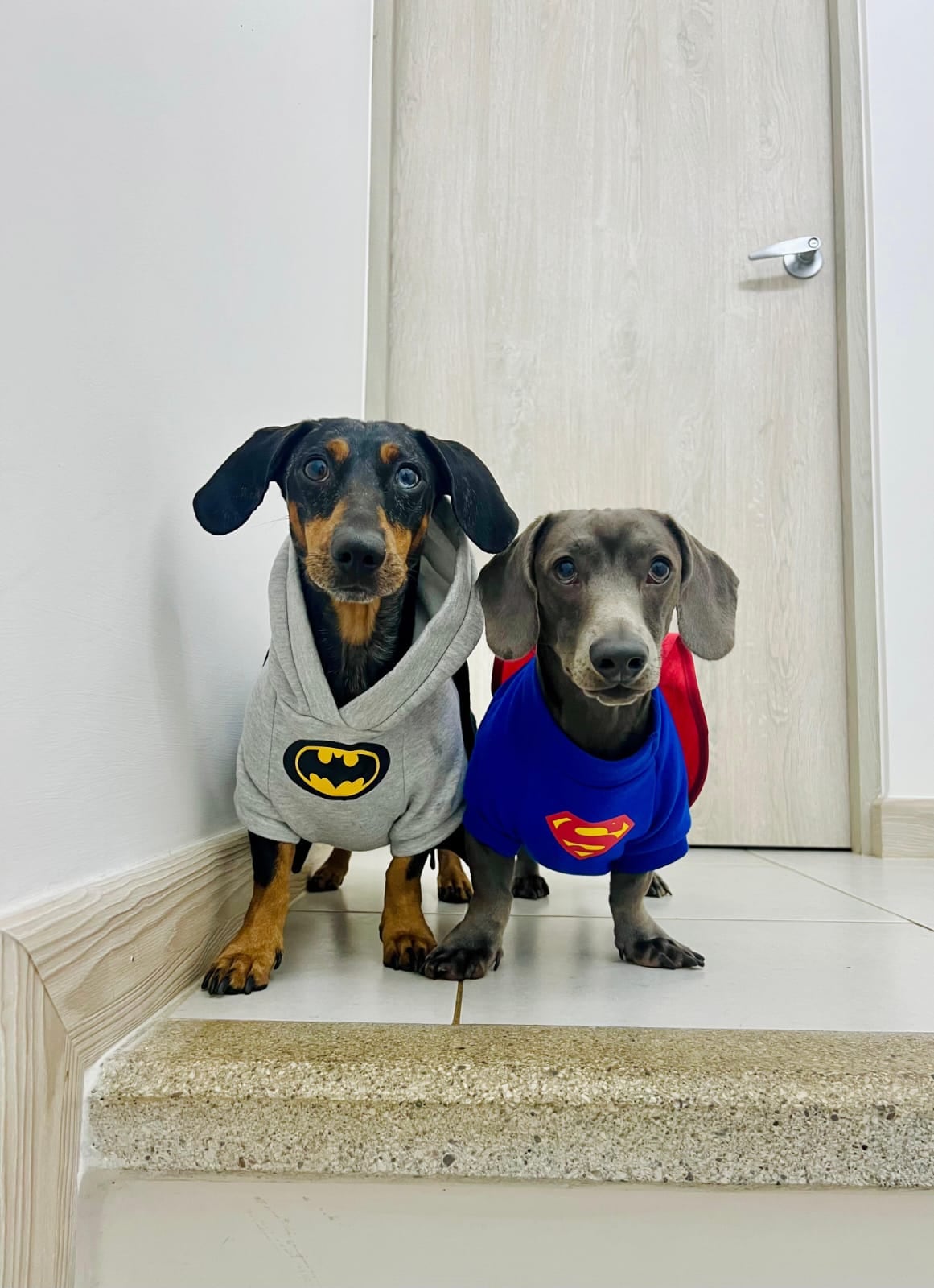 El sábado 19 de setiembre es el Día de Batman por eso conocemos la historia de Ace, el pequeño perrito costarricense que se convirtió en el auténtico guardián de su hogar y se llama igual que el perro del Caballero de la noche.