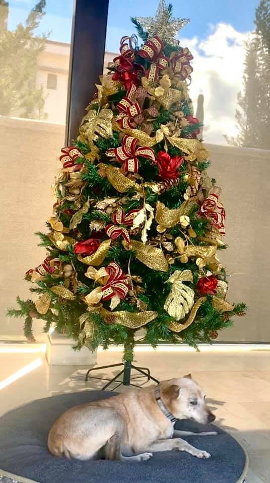 Posiblemente el zaguatico más viejo de todo el país vive en Santa Ana, le han puesto tres nombres, tiene 27 años de edad y esta muy bien de salud como para pensar que pronto podría fallecer.