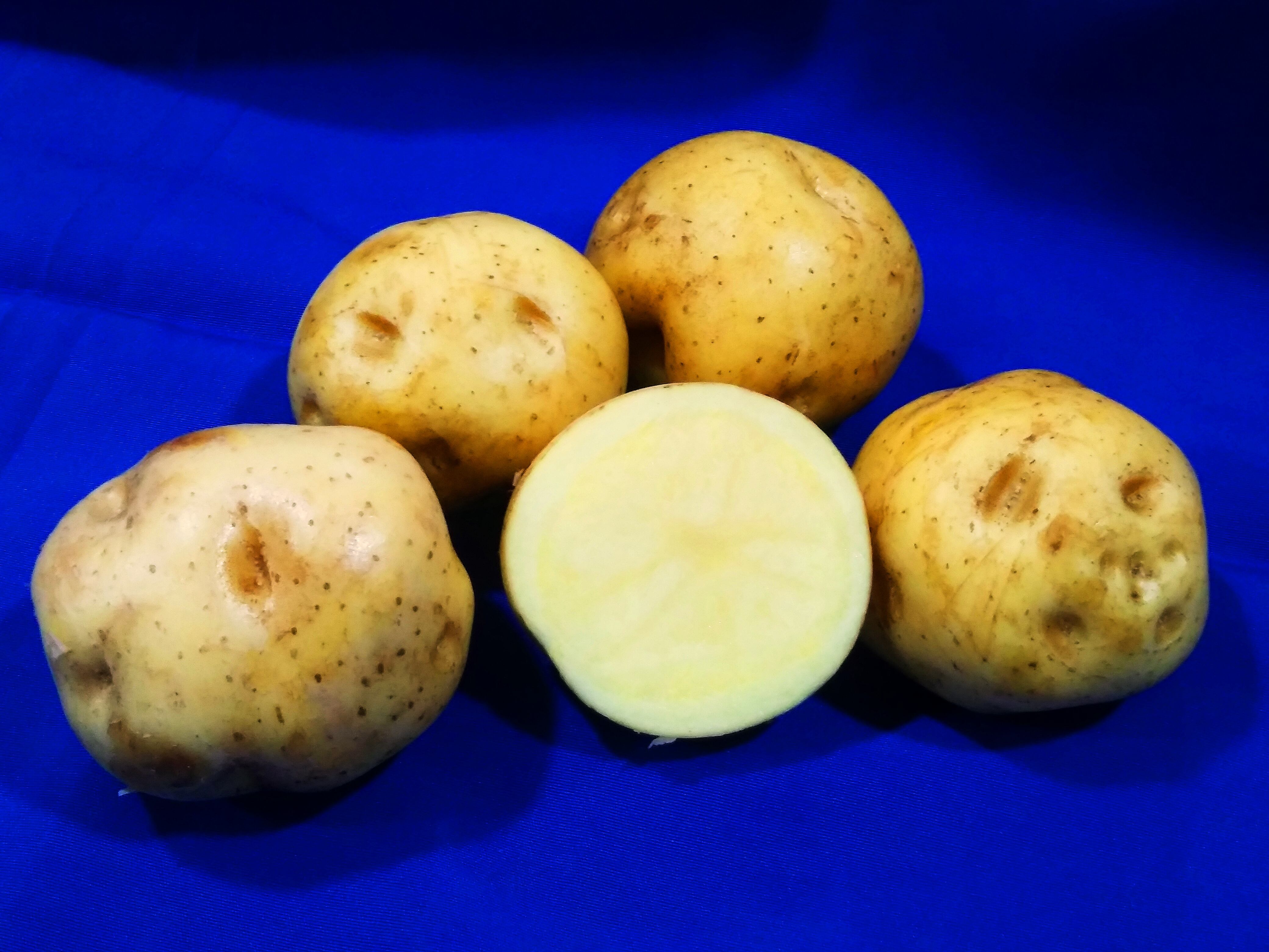 Un agricultor de la pura cepa, vecino de Tierra Blanca de Cartago, de esos que nacen, crecen y viven rascándole la panza a la tierra para lograr la mejor cosecha, desarrolló la superpapa más resistente y sabrosa de la historia de Costa Rica, él le puso Criollitica