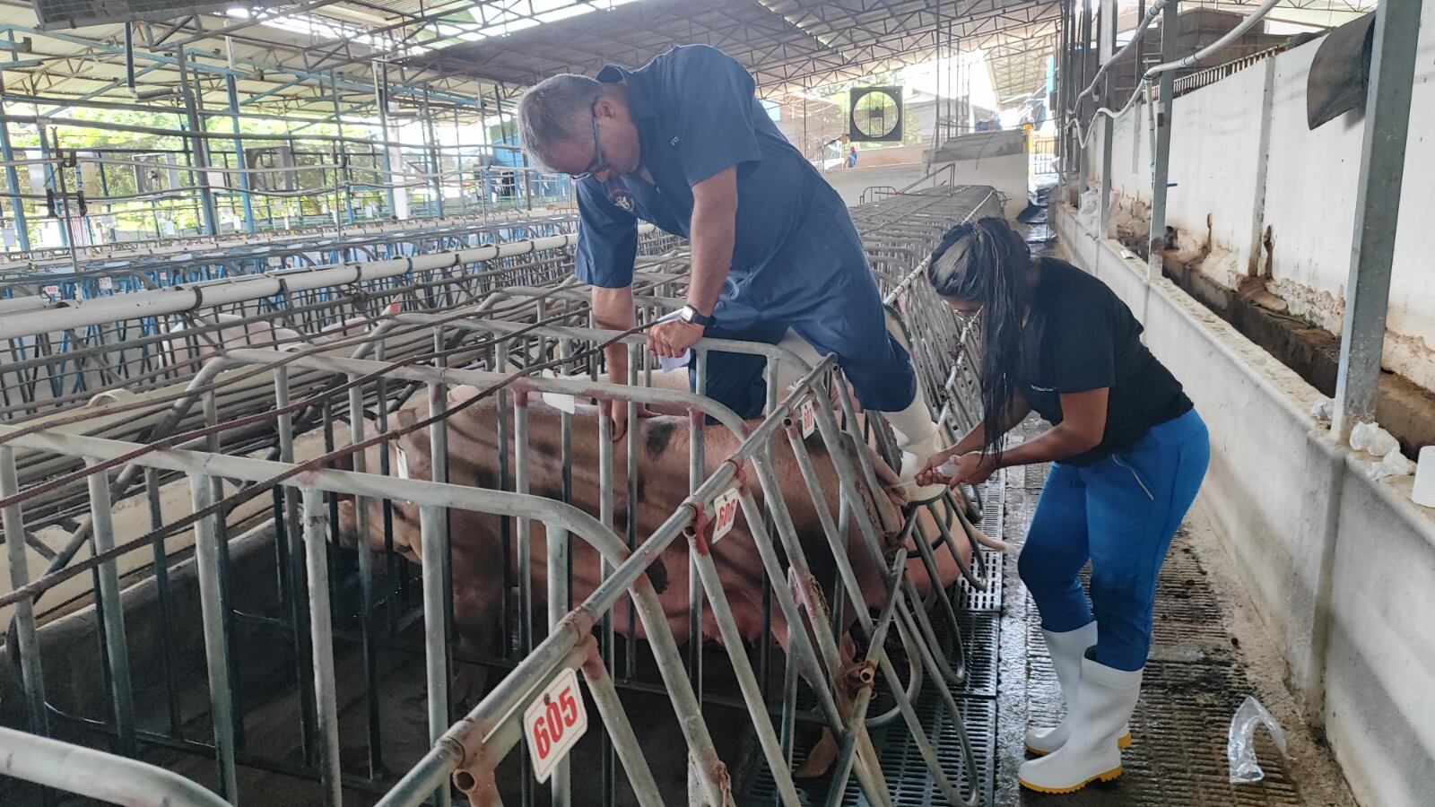 El Colegio de Veterinarios de Costa Rica confirma este jueves 24 de agosto que rompe el convenio de cooperación que tenía con el Servicio Nacional de Salud Animal (SENASA).
