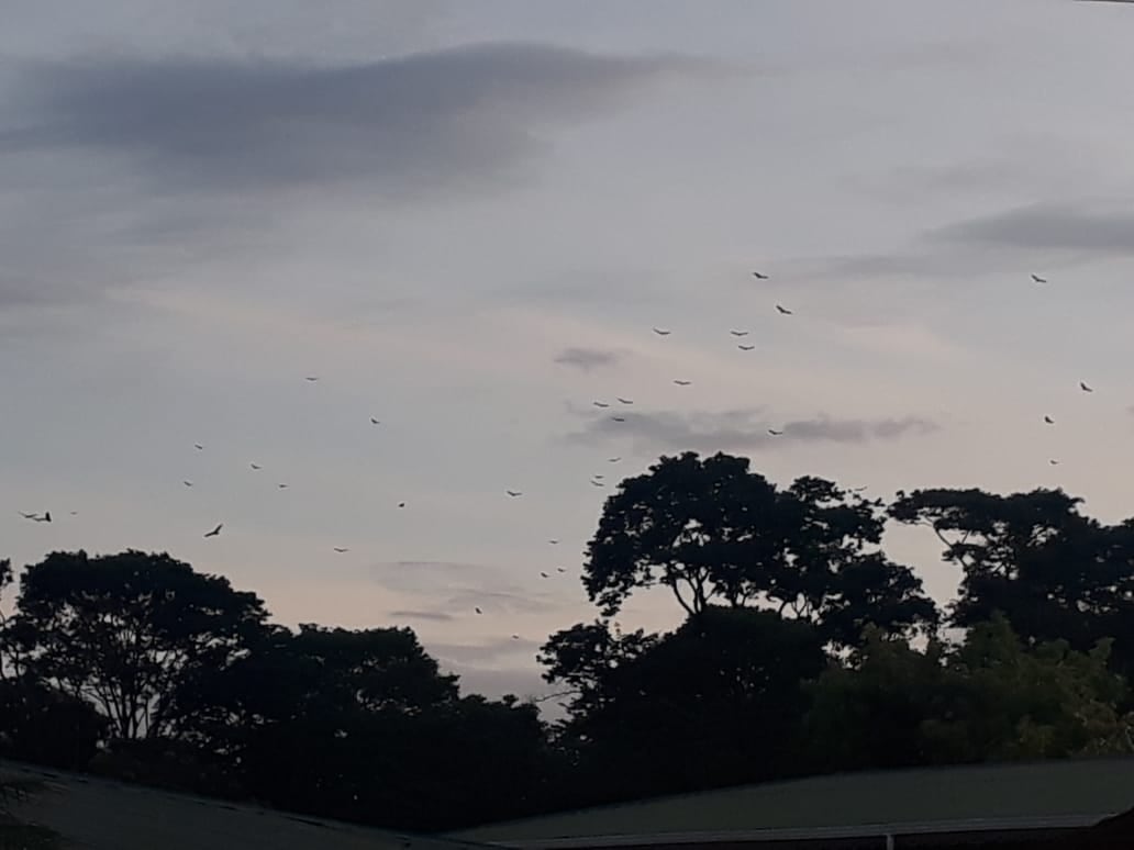 Miles de rapaces en el Caribe