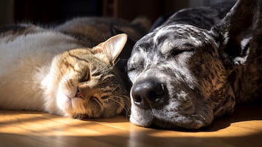Mayo es un mes peligroso para los perros y gatos por este motivo y urge que tome medidas para protegerlos