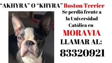 Vea el platal que ofrece una familia por recuperar a su perrita perdida