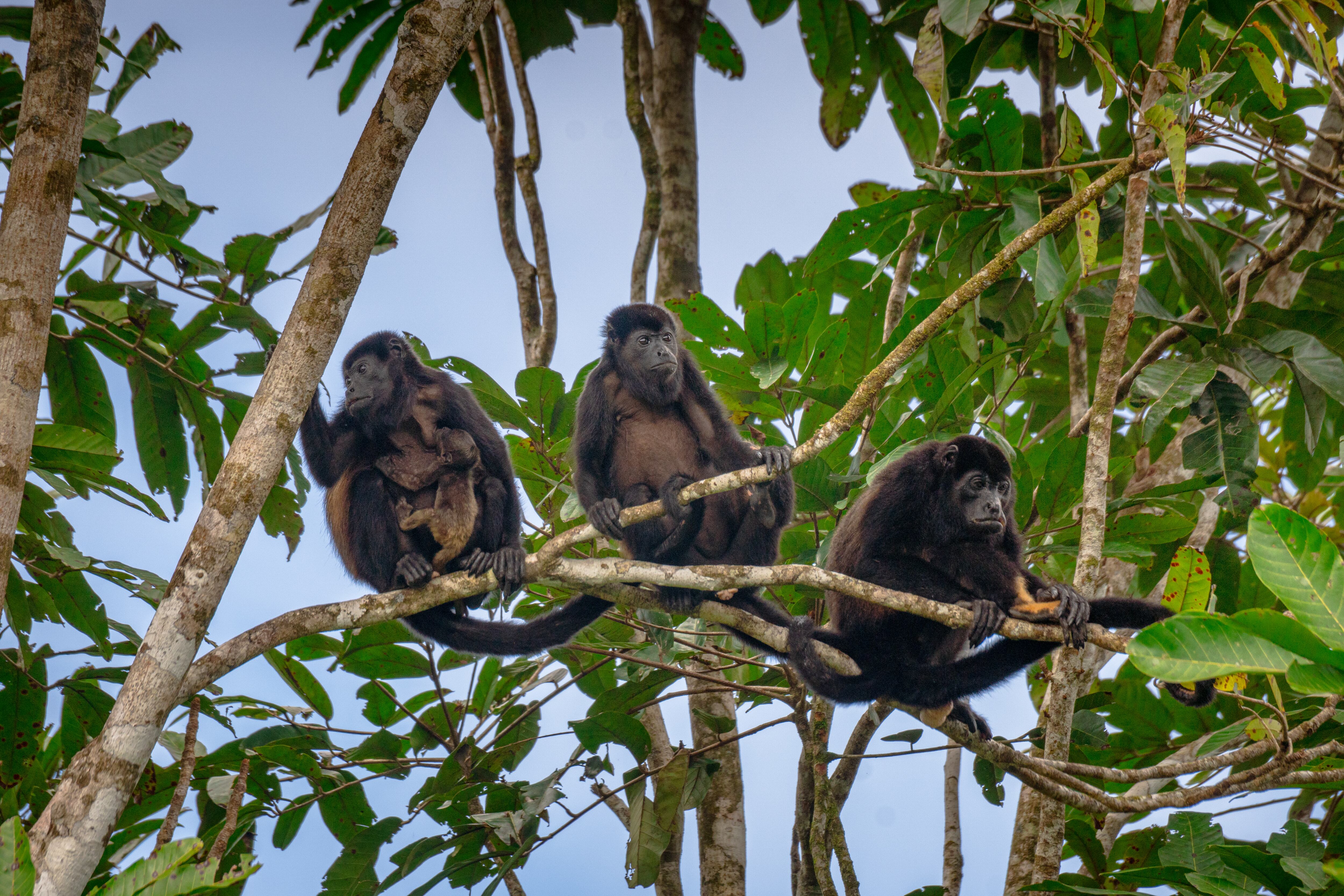 El Zota resguarda gran biodiversidad de animales en su hábitat natural.