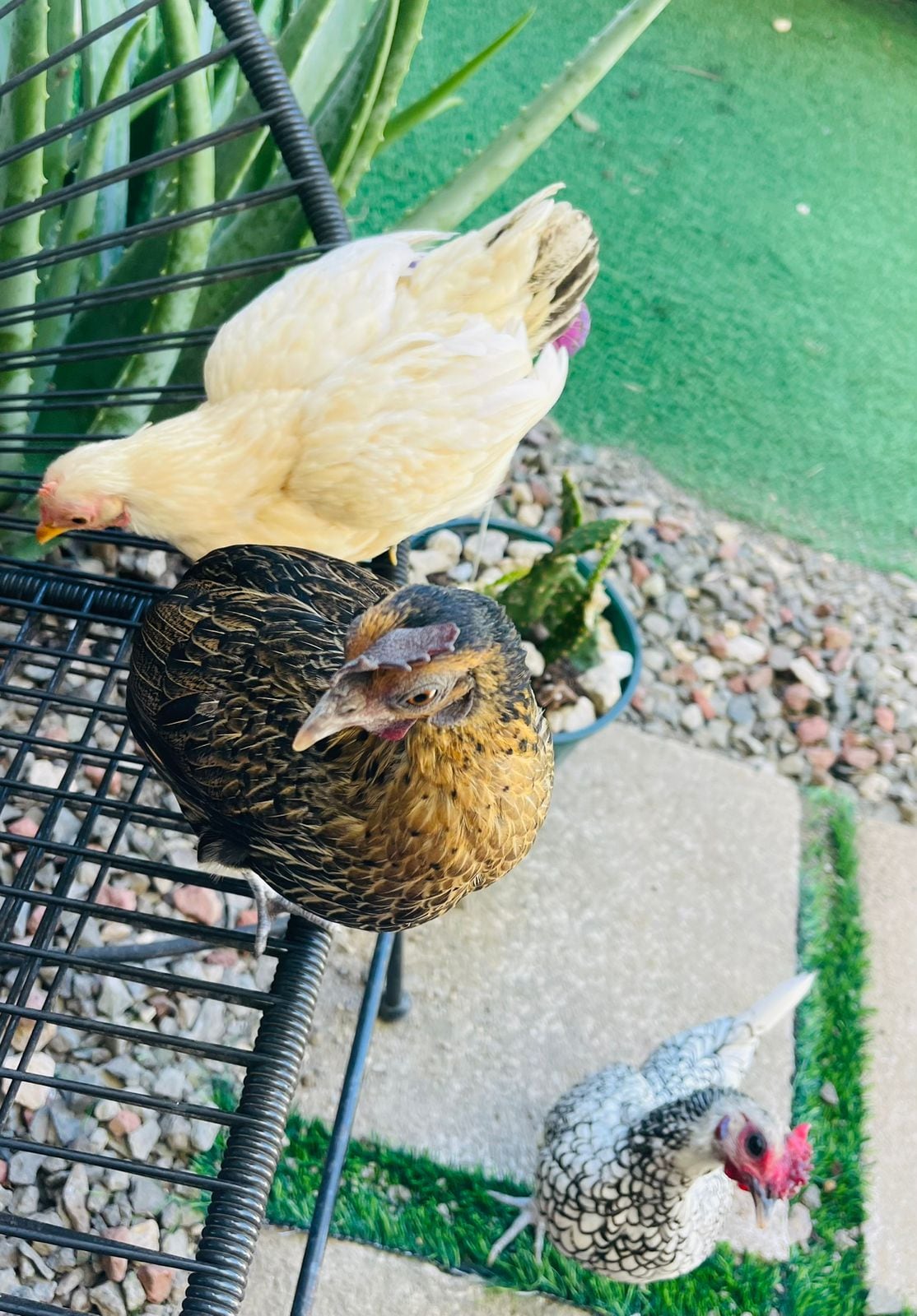 El hogar de María Alejandra Ulloa Madriz, una maestra de preescolar de 35 años, y su esposo Yordan Gómez vive rodeado de amor de tres gallinas, un perro, un gato y dos conejos.