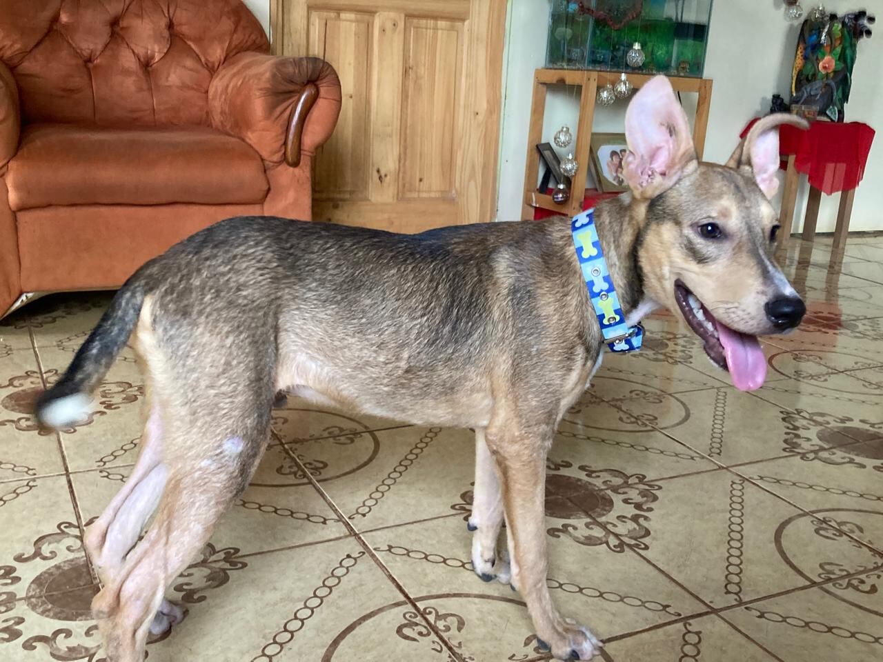 perrito rescatado por la policía dentro de un saco en Buenos Aires de Puntarenas