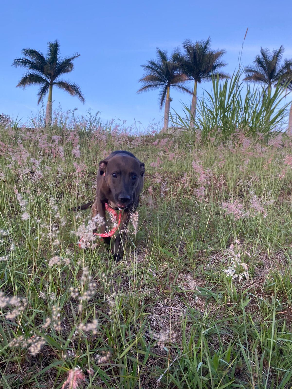 Maple es una perrita que sabe lo que significa luchar por la vida. Rescatada en 2021 en Miramar de Puntarenas, donde la mantenían amarrada las 24 horas solo para fines de cría, ahora ama las caminatas en el bosque que le da su mamá humana, Pamela Villarreal