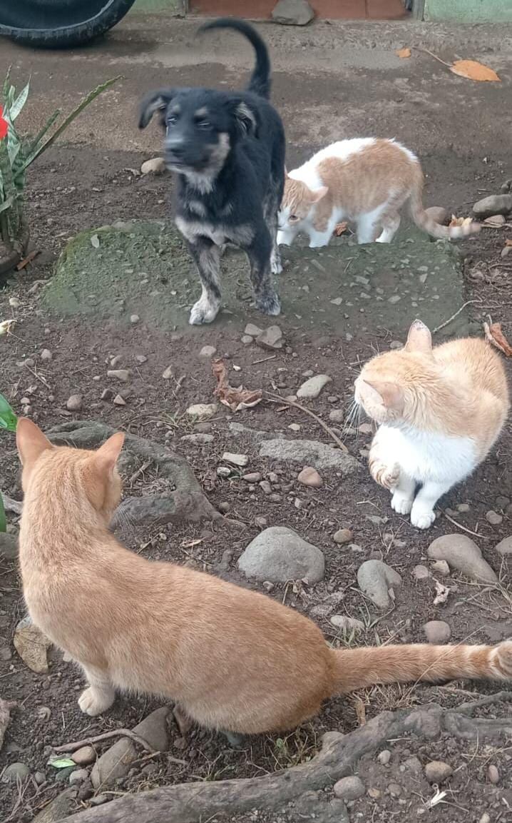 Angie Mora, presidenta Asociacion de Rescate y Adopciones Chicka & Lola