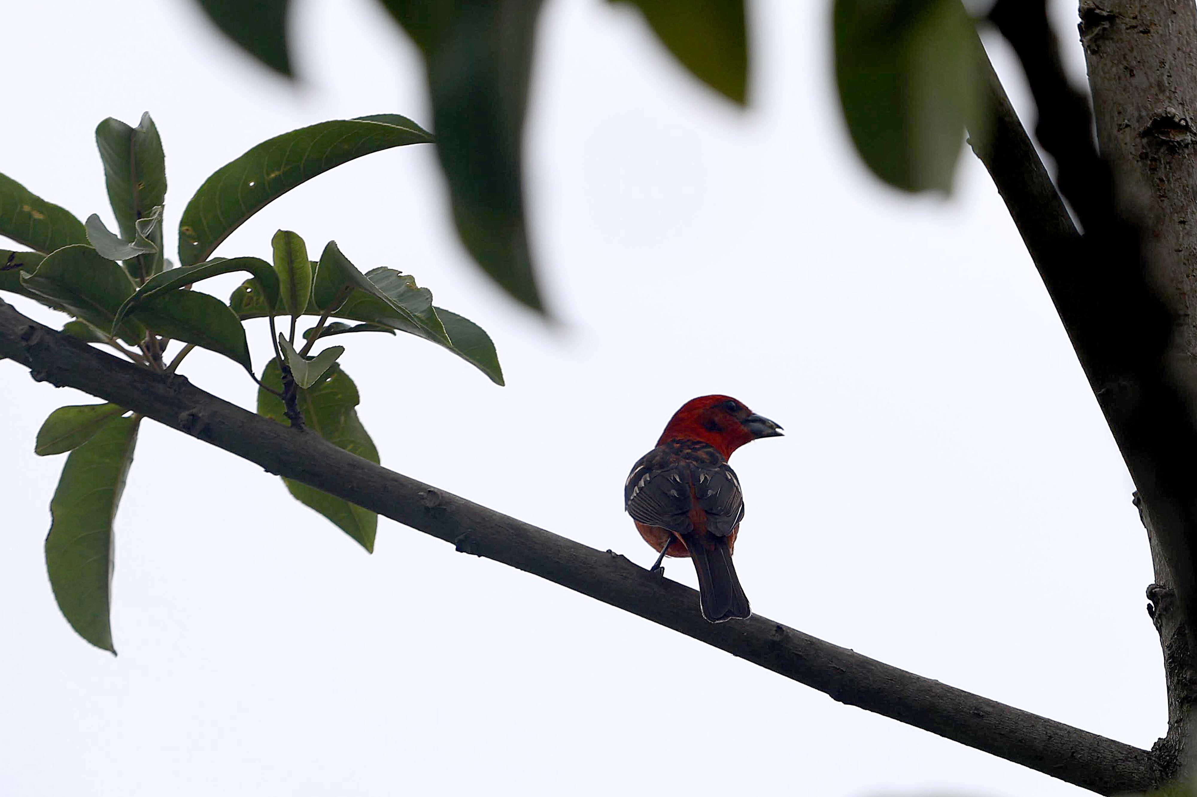 10/04/2024 Poasito de Alajuela. Laberinto Olivo, camino hacia el Volcán Poás, unos 10 kilómetros antes del parque nacional. Para vivir una experiencia diferente, para desafiarse a resolver dentro de senderos con trampa como llegar a puntos específicos como una granja, un mirador, un estanque para practicar una pesca muy peculiar y, por supuesto, encontrar la salida. Foto: Rafael Pacheco Granados